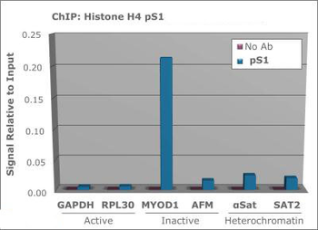 Histone H4 phospho S1 Antibody