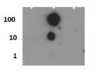 Histone H4 phospho S1 Antibody