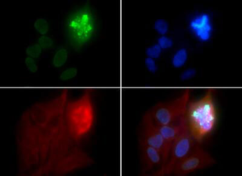 Histone H4 phospho S1 Antibody