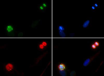 Histone H4 phospho S1 Antibody