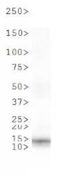 Histone H4 phospho S1 Antibody