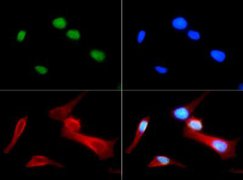 HIST4H4 Antibody