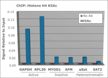 Histone H4 K5ac Antibody