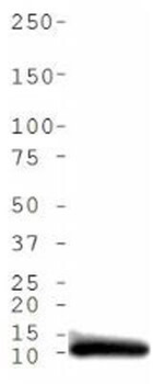 Histone H4 K5ac Antibody