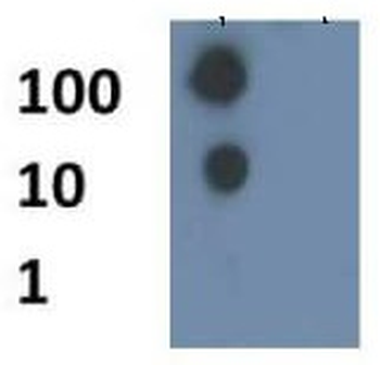 Histone H4 K8ac Antibody