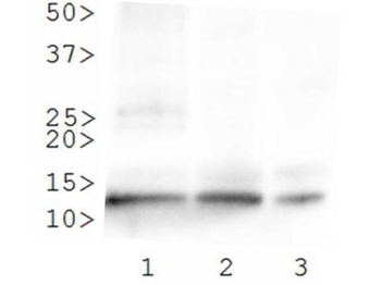 Histone H4 K8ac Antibody