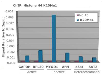 Histone H4 K20me1 Antibody