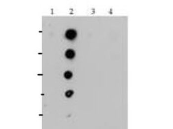Histone H4 K20me1 Antibody