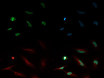 Histone H4 K20me1 Antibody