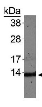 Histone H4 K20me1 Antibody