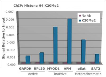 HIST4H4 Antibody