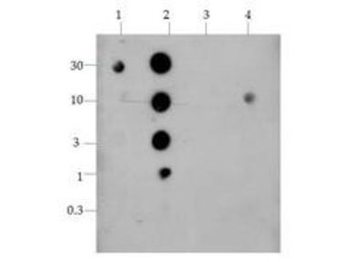HIST4H4 Antibody