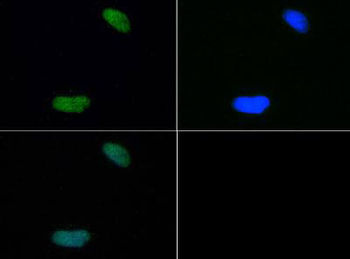 HIST4H4 Antibody