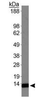 HIST4H4 Antibody