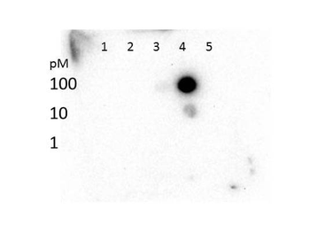 Histone H3 K27me3 Antibody