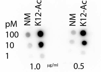 HIST4H4 Antibody