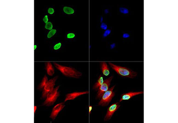 HIST4H4 Antibody