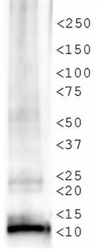 HIST4H4 Antibody