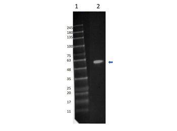 MAP2K1 Antibody (FITC)