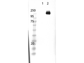 Cas 9 Antibody Peroxidase Conjugated