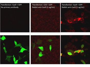 cas9 Antibody (Biotin)