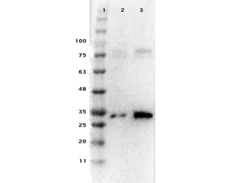 PDCD4 Antibody