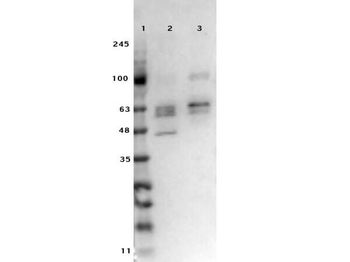 Ready-To-Use SMAD3 Antibody