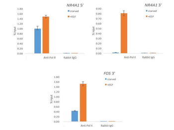 POLR2A Antibody
