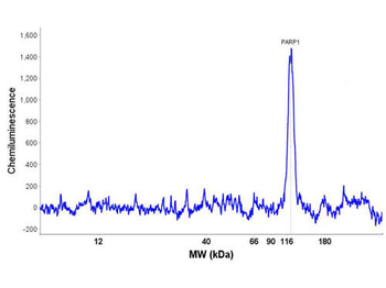 PARP1 (N-term ZF1) Antibody Set