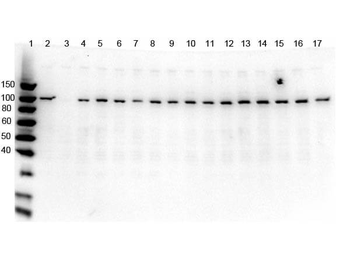 PARP1 (N-term ZF1) Antibody Set