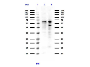 PIAS1 Antibody