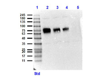 CD68 Antibody