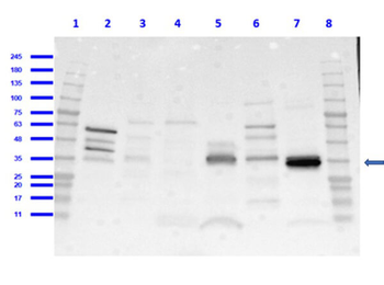 CD68 Antibody