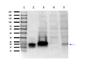 CGA Antibody