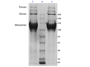 Bovine Collagen Type II protein