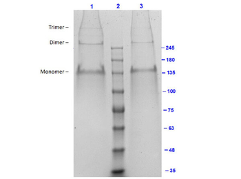 Bovine Collagen Type III protein
