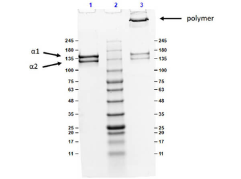 Bovine Collagen Type V protein