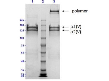 Human Collagen Type V protein