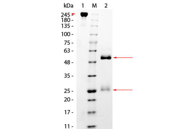 Monkey IgG Antibody