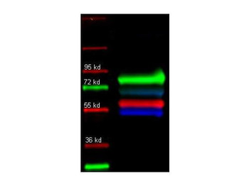 Alpha-1-Anti-Trypsin Antibody