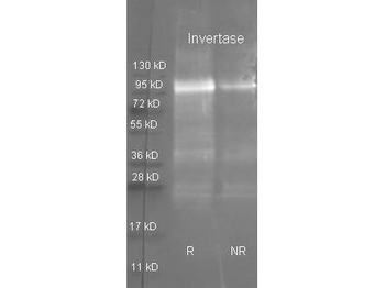 SUC1 Antibody