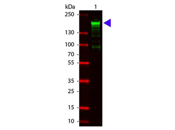A2M Antibody