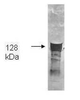glpK Antibody
