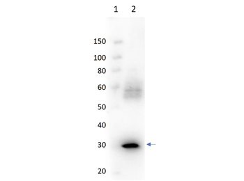 NAM-DH Antibody