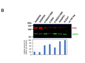 PFKM Antibody