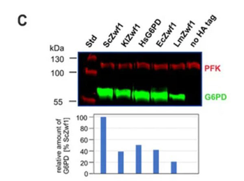 PFKM Antibody