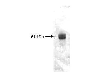 PRC1 Antibody