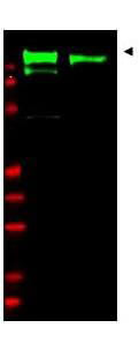 EGFR Antibody