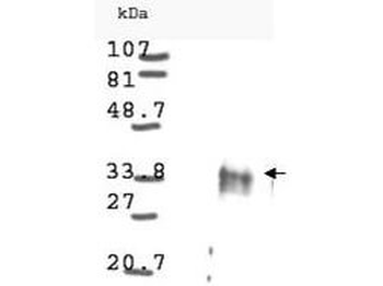 CCND1 Antibody