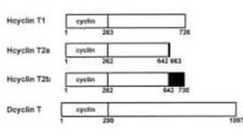 CCNT1 Antibody